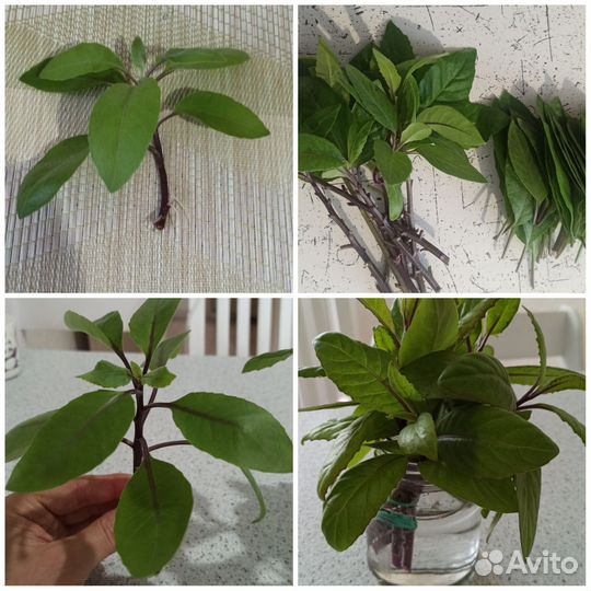 Саженцы Джинуры