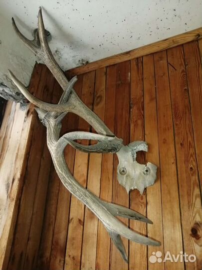 Рога германской косули
