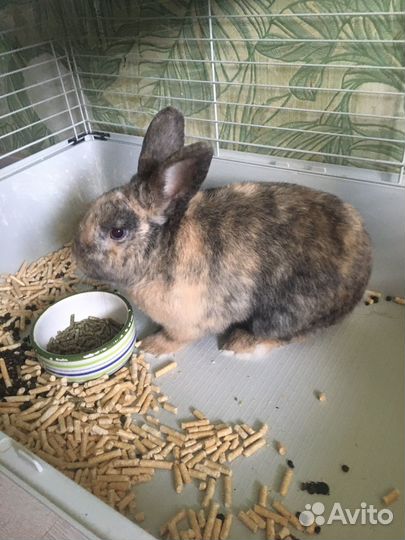 Отдам 1 Декоративного кролика