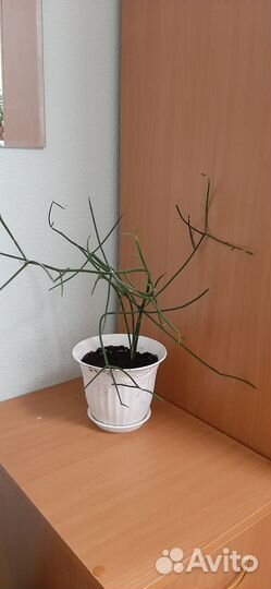 Молочай туруками