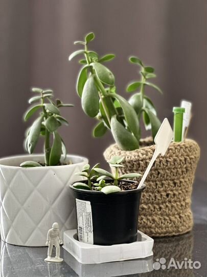 Красула толстянка