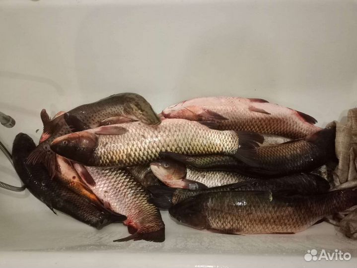 Свежая рыба