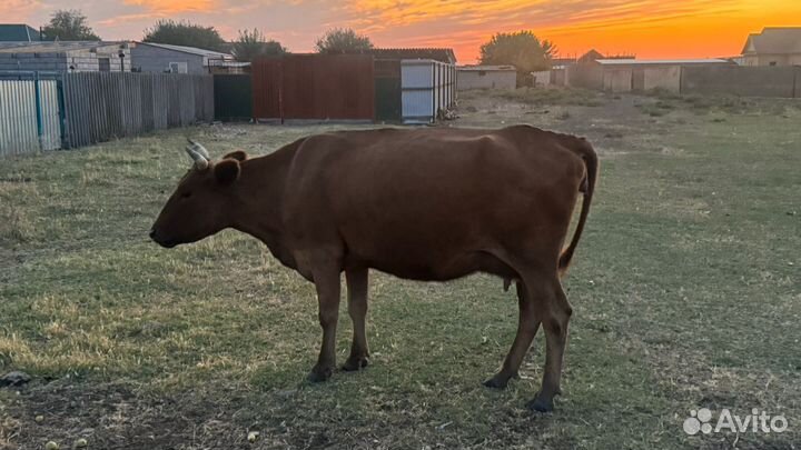 Корова с теленком