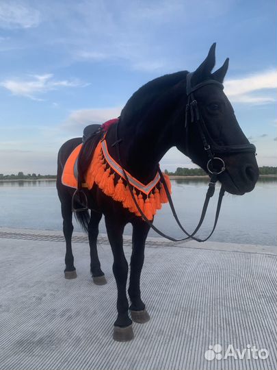 Прокат на лошади