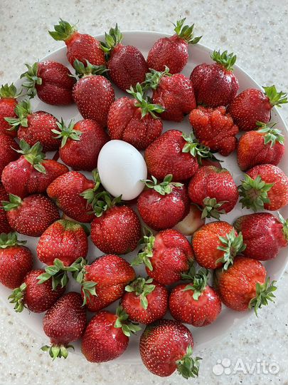 Рассада клубники