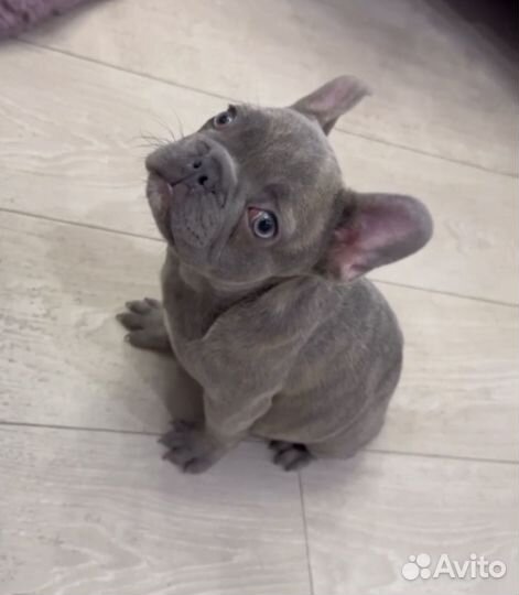 Французский бульдог, щенок
