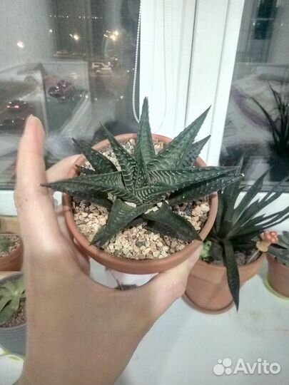 Суккуленты, Хавортии