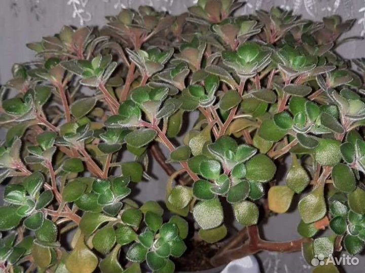 Аихризон дерево любви