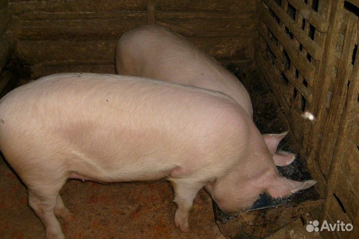 Продам свиней на мясо