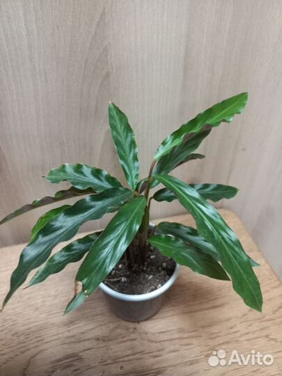 Комнатные растения и сопутствующее