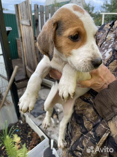 Русская пегая гончая