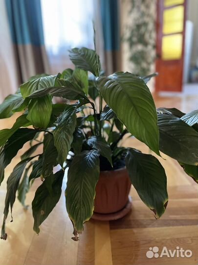 Комнатные растения