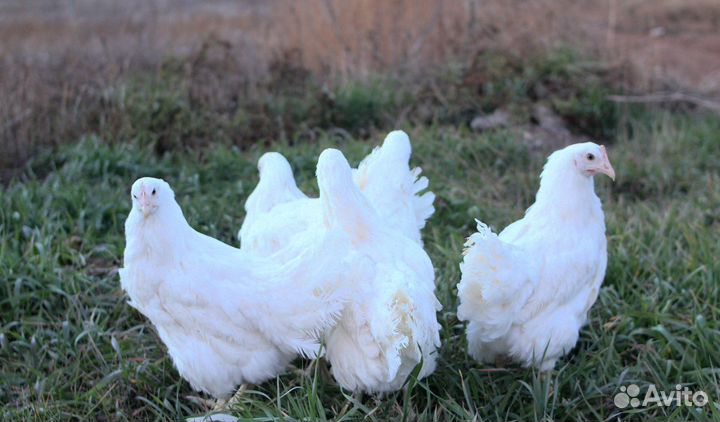 Куры молодки несушки