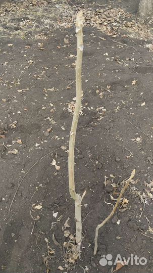 Маньчжурский орех