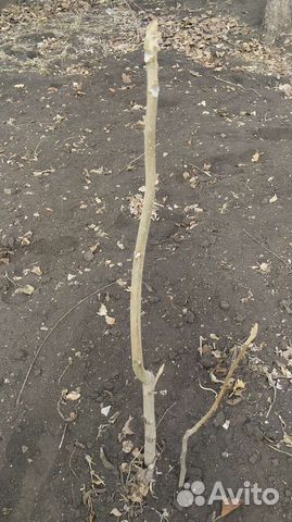 Маньчжурский орех