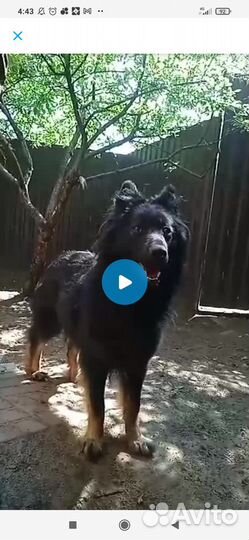 Щенок