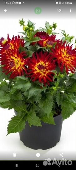 Патио георгины вегетативные