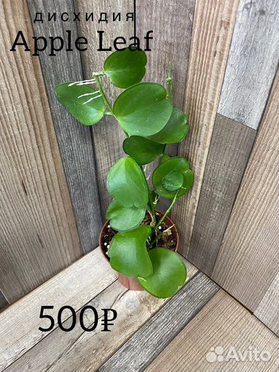 Дисхидия apple leaf