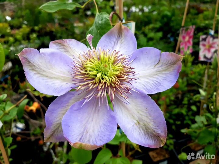 Большие сортовые клематисы