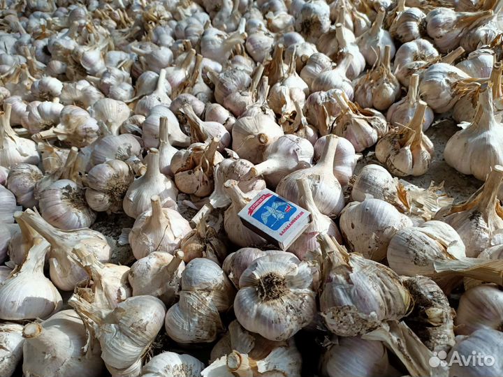 Чеснок крупнозубковый