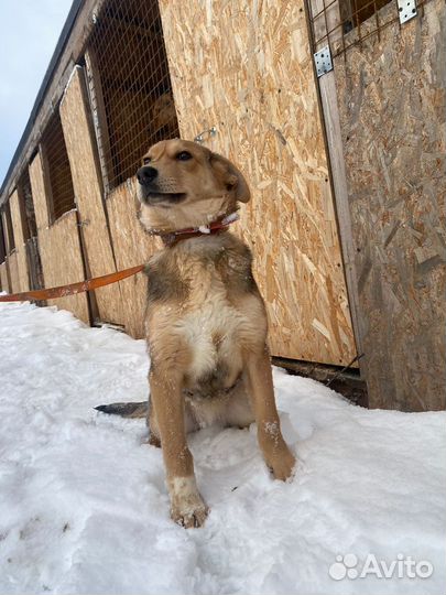 Щенок в семью