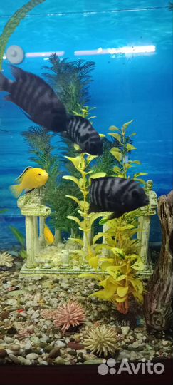 Аквариумные рыбки цихлиды