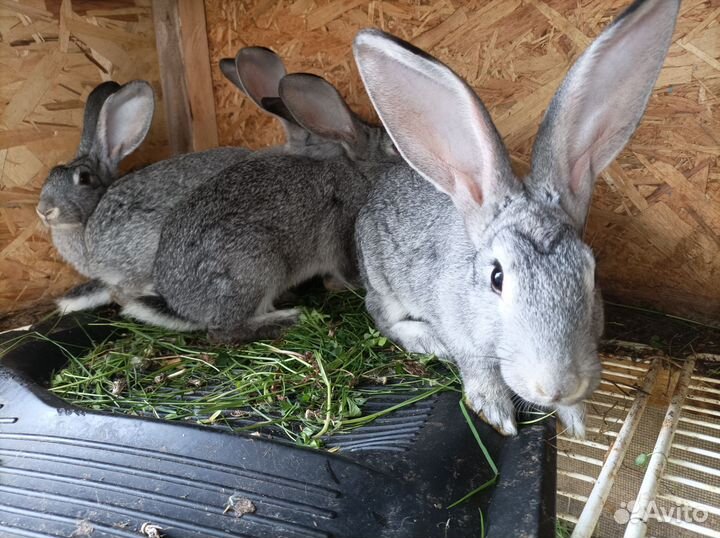 Хрюшки и кролики