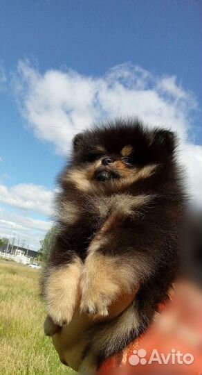 Померанский шпиц мини