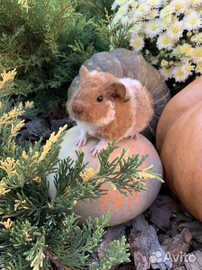 Морские свинки Тедди