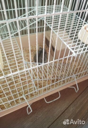 Клетка с джунгарским хомяком