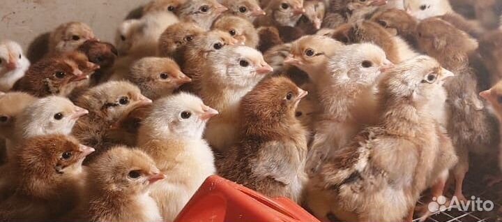 Продаю цыплят породы Кучинская Юбилейная