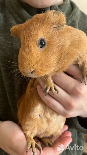 Две морские свинки с приданным