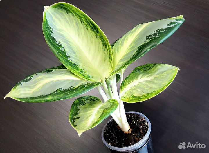Аглаонема Король слон / Khan Kluay / Уши слона