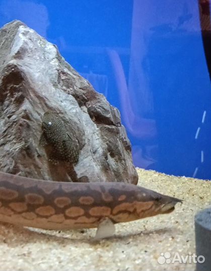 Мастацембел рыба