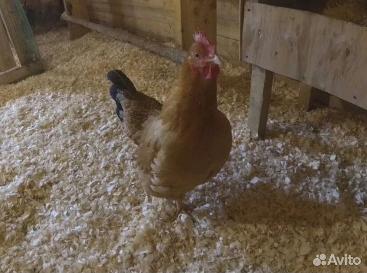 Опилки мелкие сухие в мешках 50л в Чехове