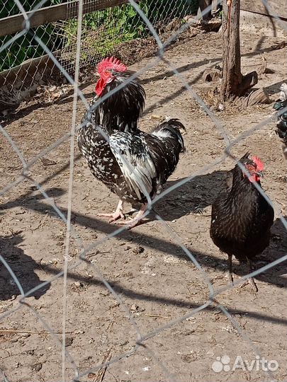 Продам петуха, 11мес, порода Австралоп