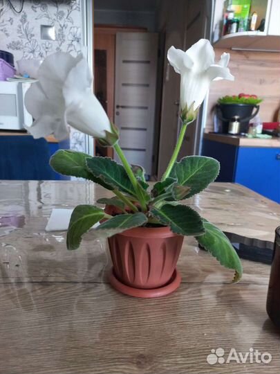 Глоксиния белая