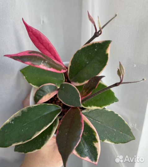 Хойя Flamingo Dream