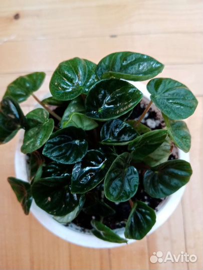 Пеперомии сортовые