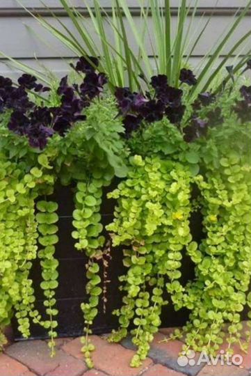 Вербейник Монетчатый (Lysimachia) Ампельный Green