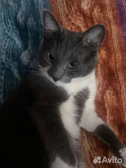 Кот