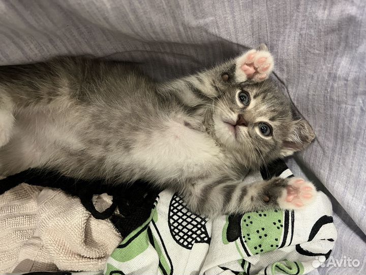 Котенок 2 месяца