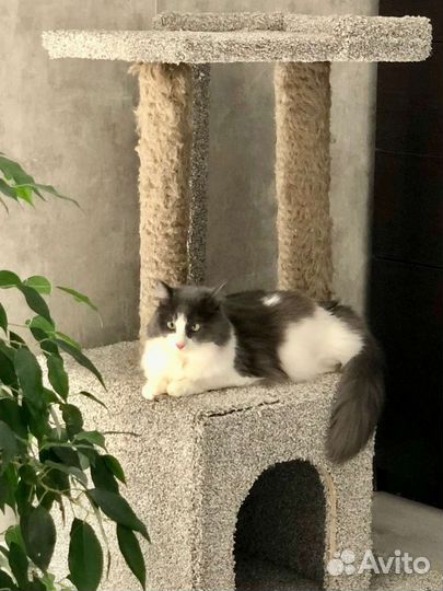 В добрые руки