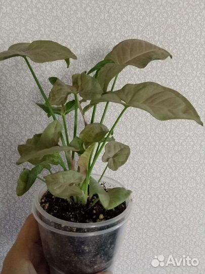 Сингониум Ред харт