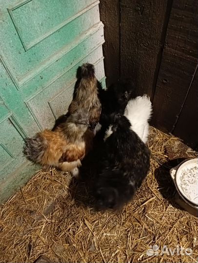 Китайские шелковые петушки