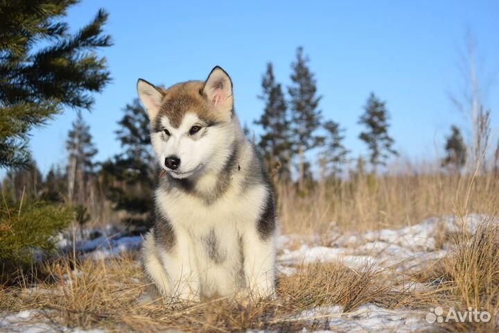 Щенки маламута