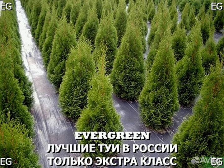 Туя колумна