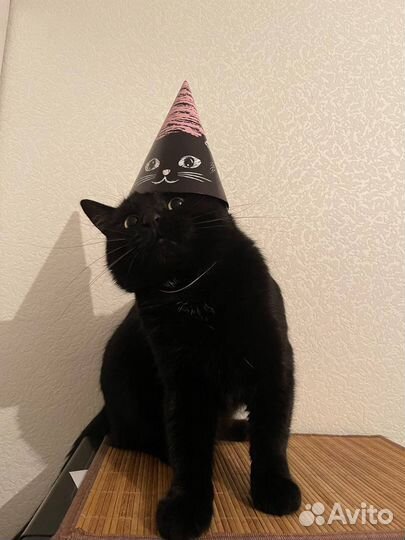 Отдам в добрые руки котят