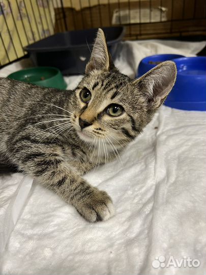 Котенок мальчик