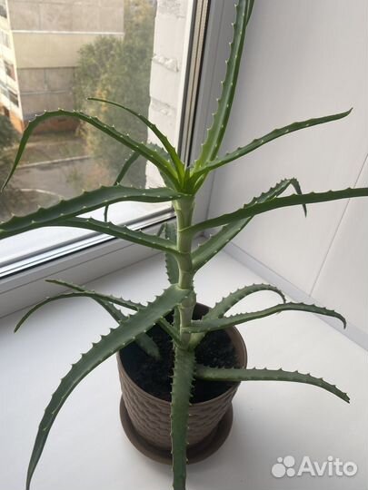 Алоэ древовидное лечебное